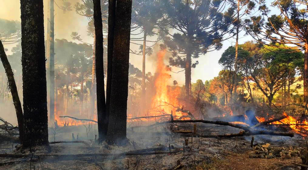 Dia da Mata Atlântica: Entenda como o governo Bolsonaro age para destruir a floresta